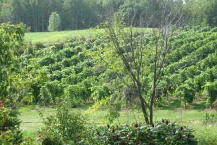 Wild Mountain Winery